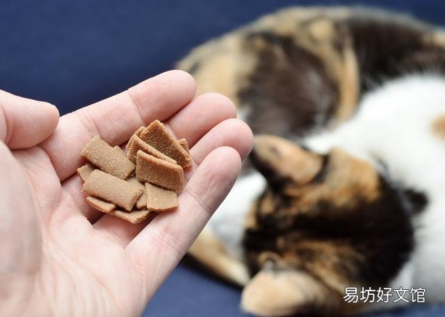 猫生气的叫声长什么样(猫非常生气的叫声)