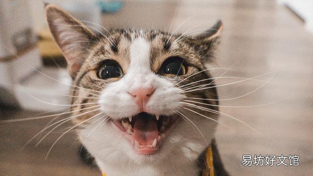 猫生气的叫声长什么样(猫非常生气的叫声)