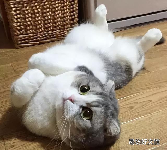 猫生气的叫声长什么样(猫非常生气的叫声)