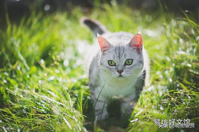 猫和蛇的反应速度谁快一点(猫和蛇的反应速度谁快些)