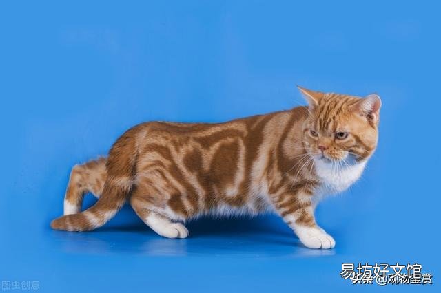 猫和蛇的反应速度谁快一点(猫和蛇的反应速度谁快些)