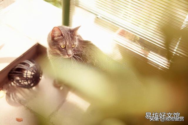 猫和蛇的反应速度谁快一点(猫和蛇的反应速度谁快些)