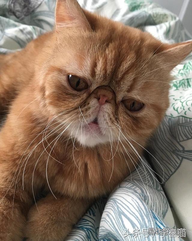 猫的胡须能起到什么作用(猫咪的胡须有什么作用呢)