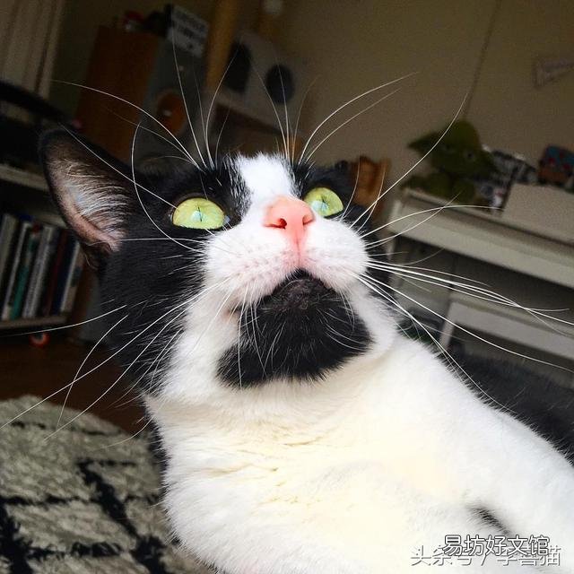 猫的胡须能起到什么作用(猫咪的胡须有什么作用呢)