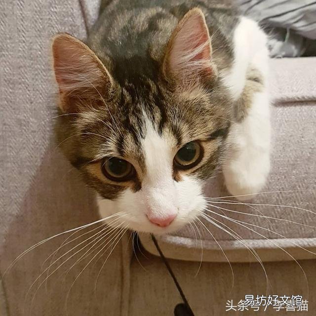 猫的胡须能起到什么作用(猫咪的胡须有什么作用呢)