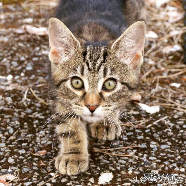 猫的胡须能起到什么作用(猫咪的胡须有什么作用呢)