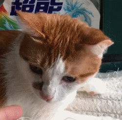 猫的胡须能起到什么作用(猫咪的胡须有什么作用呢)