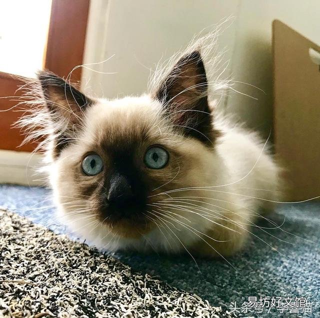 猫的胡须能起到什么作用(猫咪的胡须有什么作用呢)