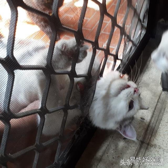 猫的胡须能起到什么作用(猫咪的胡须有什么作用呢)