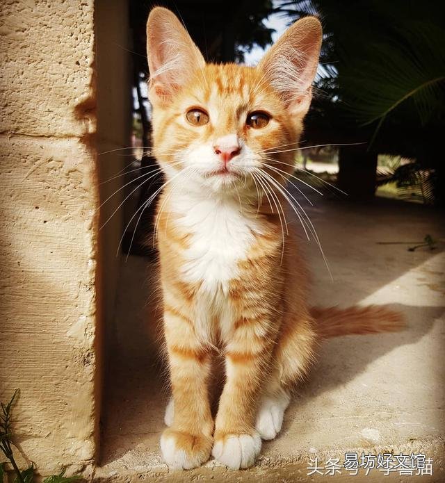 猫的胡须能起到什么作用(猫咪的胡须有什么作用呢)