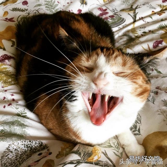 猫的胡须能起到什么作用(猫咪的胡须有什么作用呢)