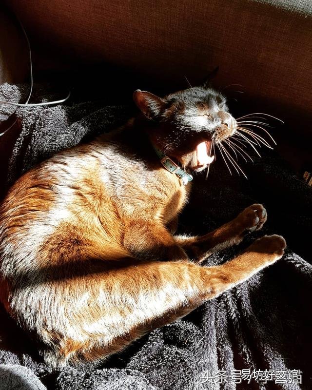 猫的胡须能起到什么作用(猫咪的胡须有什么作用呢)