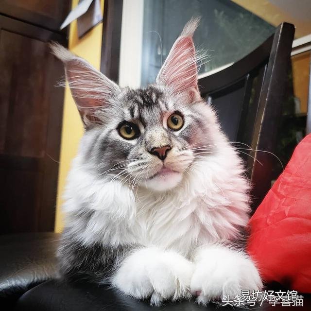 猫的胡须能起到什么作用(猫咪的胡须有什么作用呢)