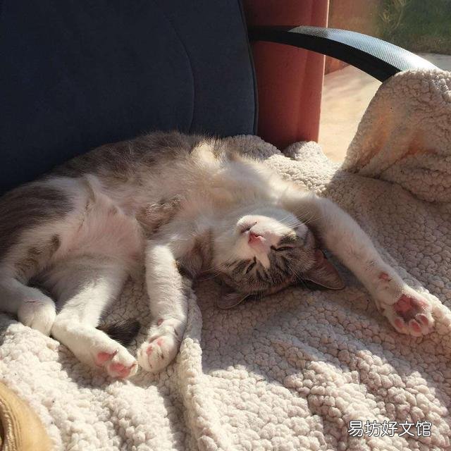 猫咪晒太阳要晒多久(猫咪晒太阳要晒多久合适)