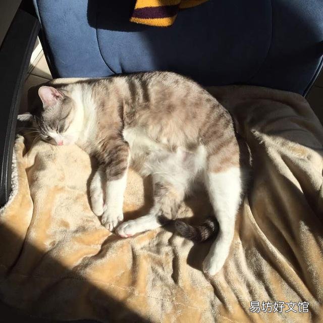 猫咪晒太阳要晒多久(猫咪晒太阳要晒多久合适)