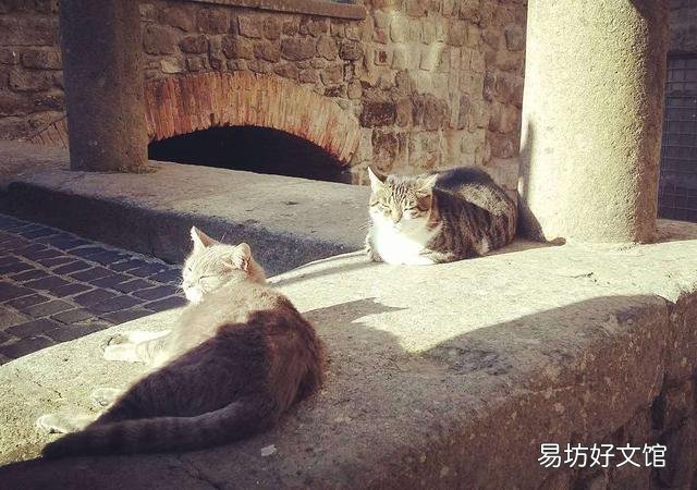 猫咪晒太阳要晒多久(猫咪晒太阳要晒多久合适)