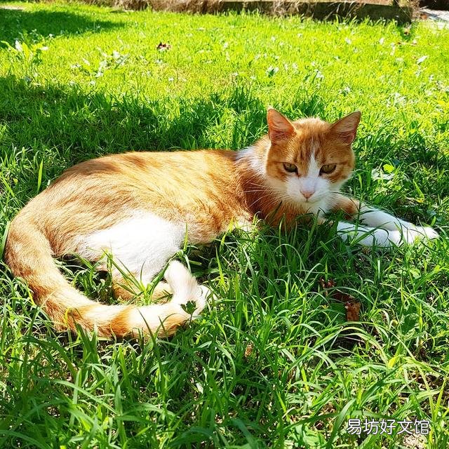 猫咪晒太阳要晒多久(猫咪晒太阳要晒多久合适)
