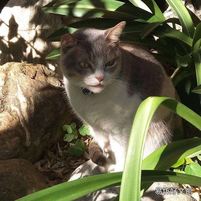 猫咪晒太阳要晒多久(猫咪晒太阳要晒多久合适)