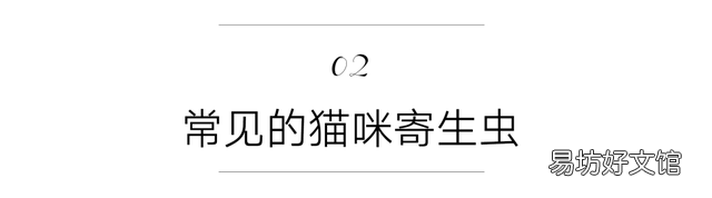 猫虱子会传染给人吗(猫长虱子会传染给人吗)