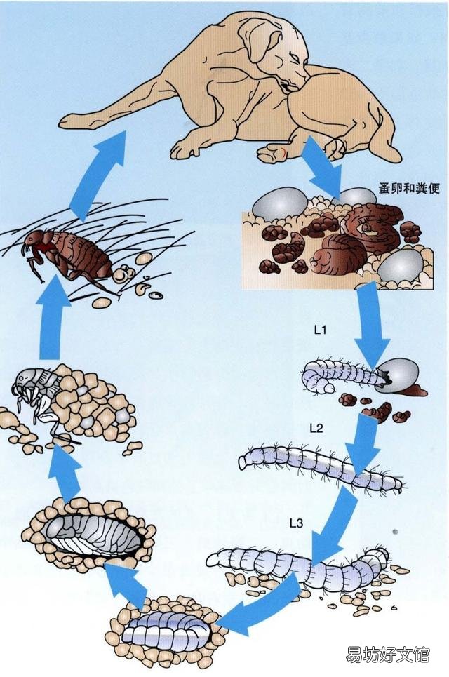 猫虱子会传染给人吗(猫长虱子会传染给人吗)
