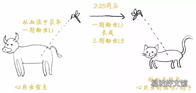 猫虱子会传染给人吗(猫长虱子会传染给人吗)