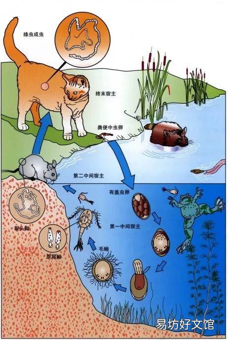 猫虱子会传染给人吗(猫长虱子会传染给人吗)