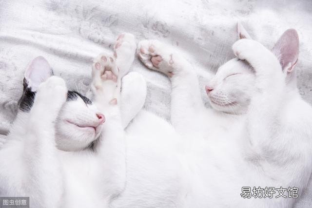 猫虱子会传染给人吗(猫长虱子会传染给人吗)