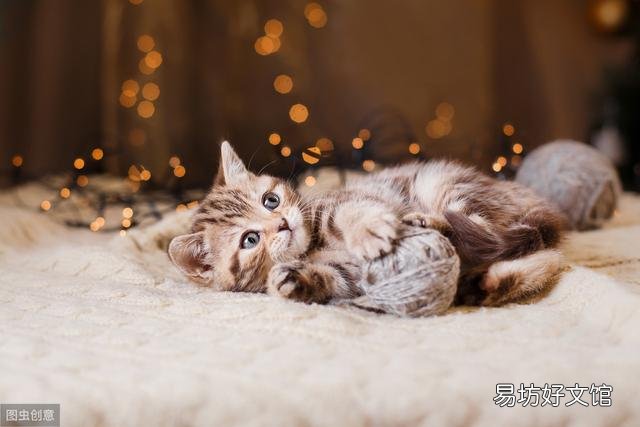 猫虱子会传染给人吗(猫长虱子会传染给人吗)