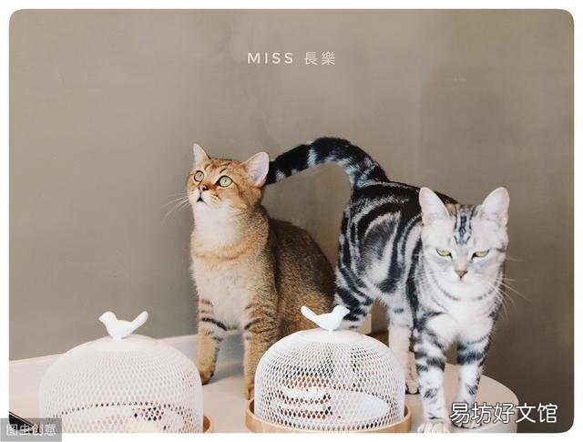 猫虱子会传染给人吗(猫长虱子会传染给人吗)