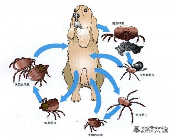 猫虱子会传染给人吗(猫长虱子会传染给人吗)