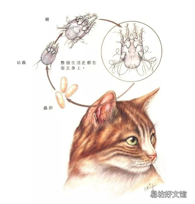 猫虱子会传染给人吗(猫长虱子会传染给人吗)