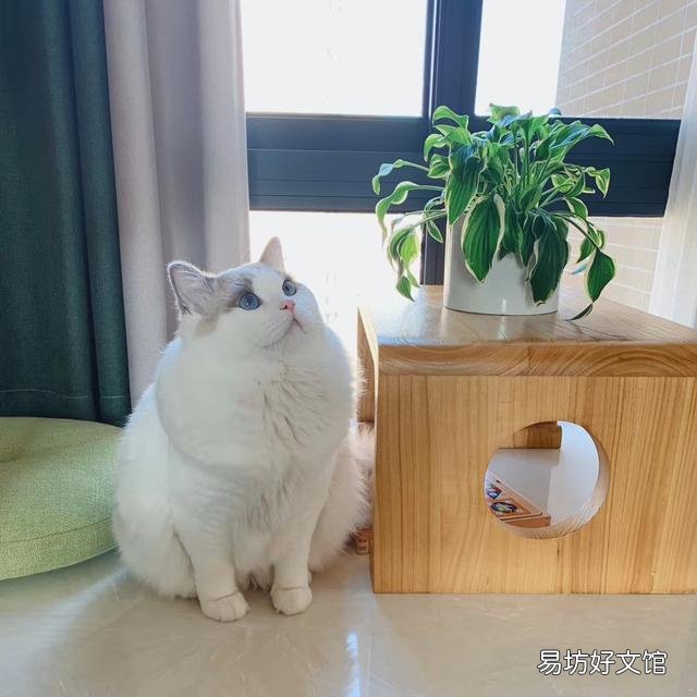 火焰色布偶貓有母的嗎(火焰布偶為什么沒有母貓)