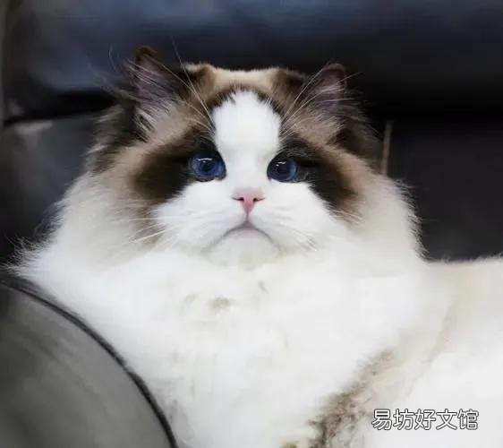 布偶猫小时候怎么看品相(布偶猫小时候怎么判断品相)