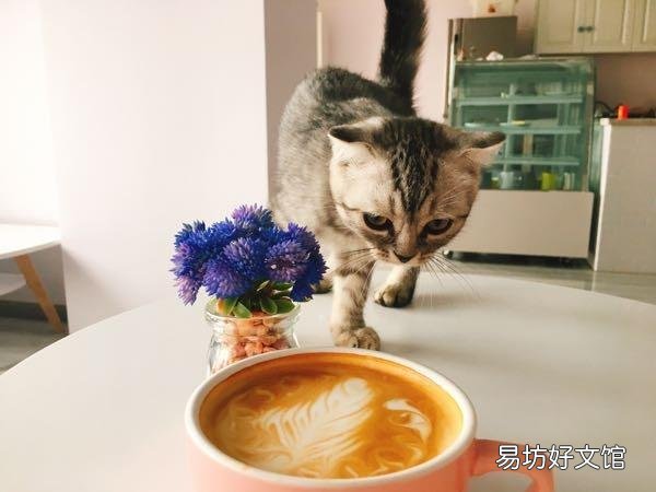 貓能喝咖啡嗎(貓咪可以喝咖啡么)