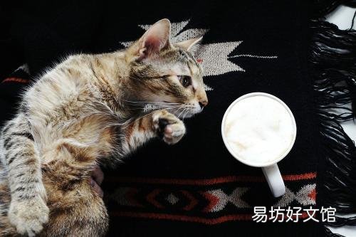 貓能喝咖啡嗎(貓咪可以喝咖啡么)