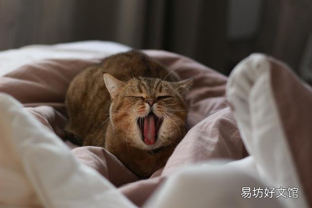 英特威猫三联和妙三多哪个好(英特威跟妙三多哪个好)