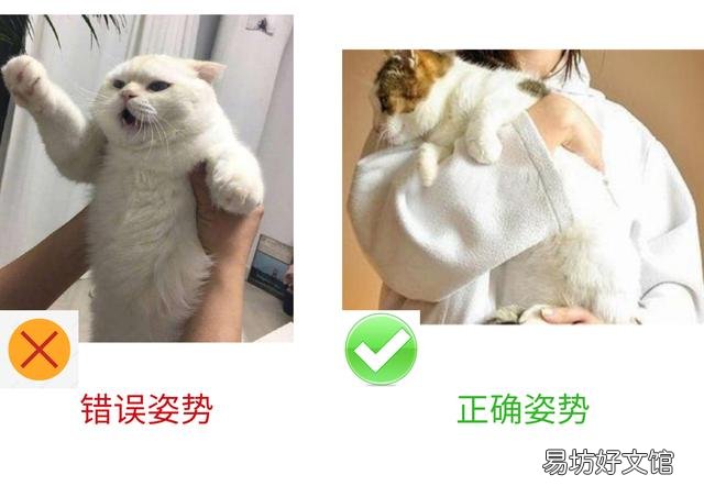 貓不讓抱怎么訓(xùn)練(怎么訓(xùn)練貓咪抱抱)