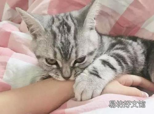 貓不讓抱怎么訓(xùn)練(怎么訓(xùn)練貓咪抱抱)
