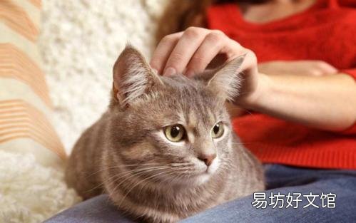 貓不讓抱怎么訓(xùn)練(怎么訓(xùn)練貓咪抱抱)