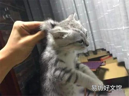 貓不讓抱怎么訓(xùn)練(怎么訓(xùn)練貓咪抱抱)