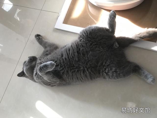 貓不讓抱怎么訓(xùn)練(怎么訓(xùn)練貓咪抱抱)