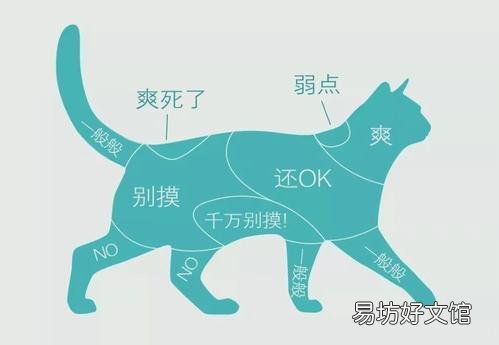 貓不讓抱怎么訓(xùn)練(怎么訓(xùn)練貓咪抱抱)