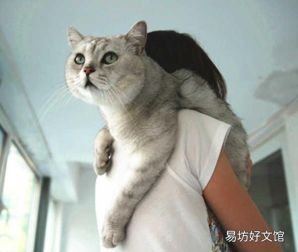 貓不讓抱怎么訓(xùn)練(怎么訓(xùn)練貓咪抱抱)