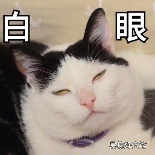 貓不讓抱怎么訓(xùn)練(怎么訓(xùn)練貓咪抱抱)