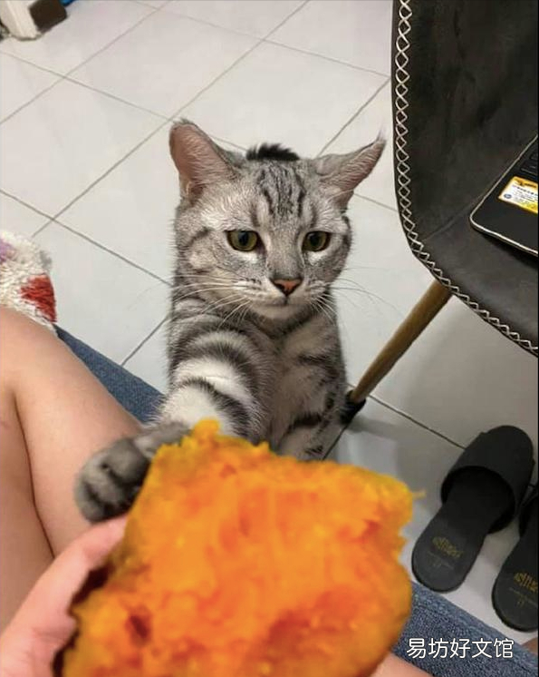 猫能吃地瓜吗(宠物猫能吃地瓜吗)