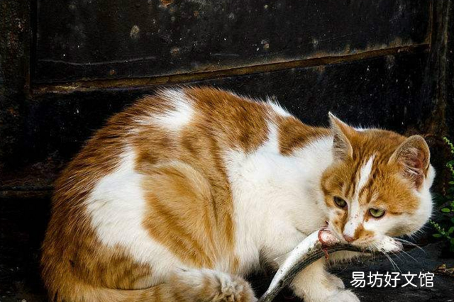 猫能吃地瓜吗(宠物猫能吃地瓜吗)