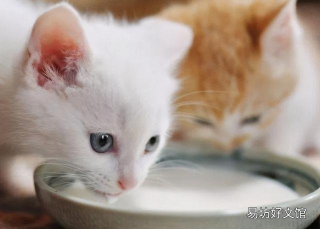 猫能吃地瓜吗(宠物猫能吃地瓜吗)