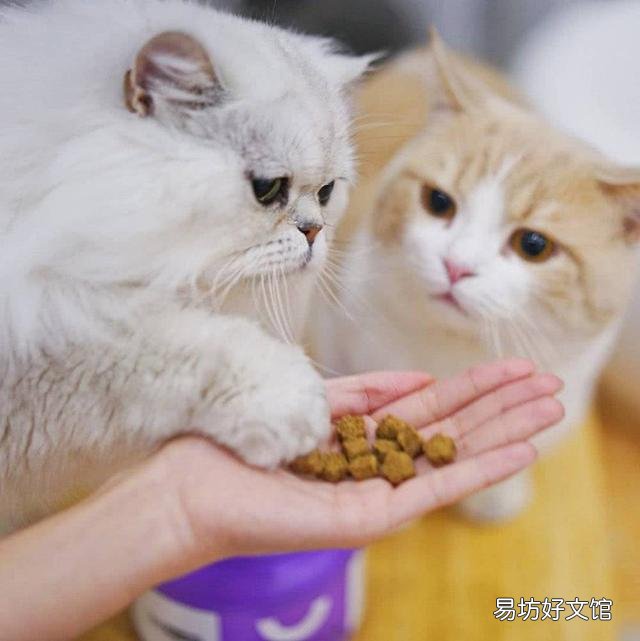 猫能吃地瓜吗(宠物猫能吃地瓜吗)