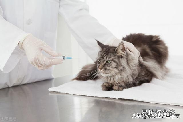 猫崽多少天过危险期(小猫崽几天度过危险期)