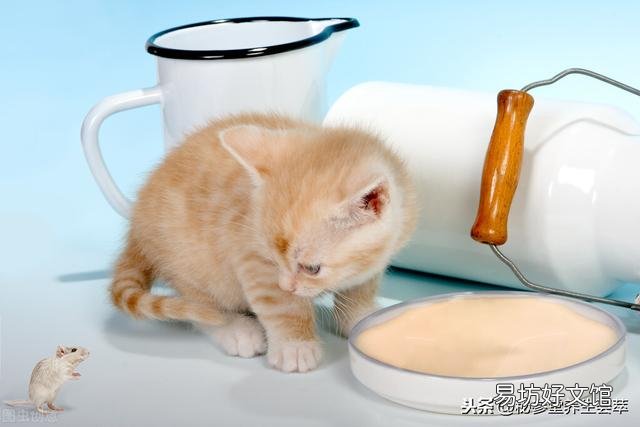 猫崽多少天过危险期(小猫崽几天度过危险期)